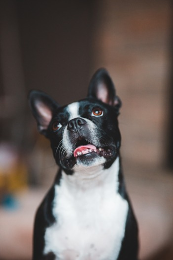 cute boston terrier dog